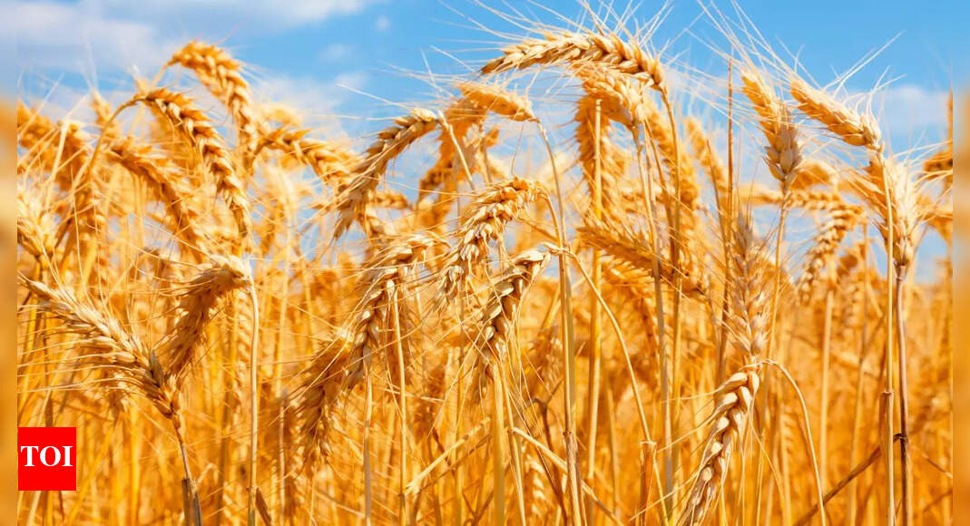 As Black Sea supplies fall, India sells record 1.4 million tonnes wheat ...
