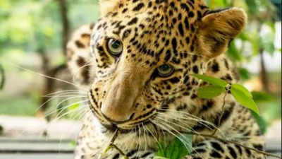 Maharashtra: Abandoned leopard cub gets a forever home