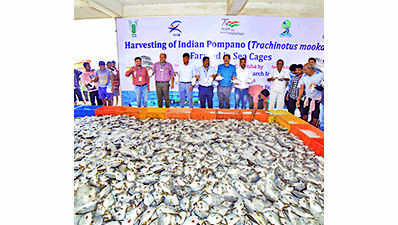 CMFRI plans to rear marine fish in Ganjam, Puri dists