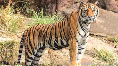 Odisha: Tigress Sundari’s days in the wild are over