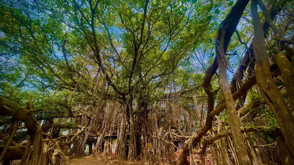 Kantharpur banyan tree