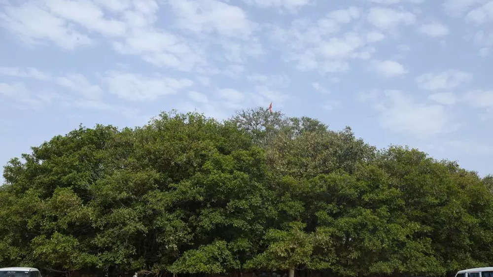 Kantharpur banyan tree
