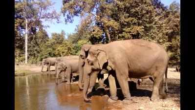 Elephants to be shifted to Reliance trust at Jamnagar