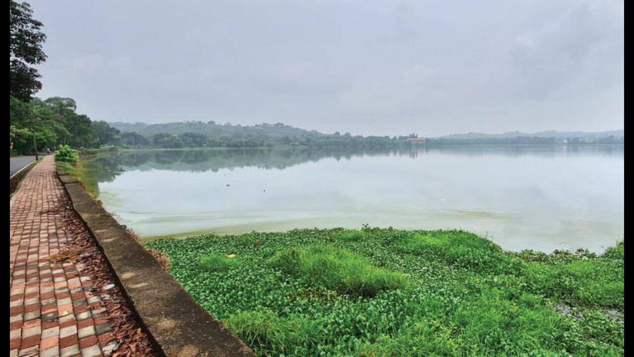 Carambolim Lake Goa: A Serene Birdwatcher's Paradise Carambolim Lake Goa: A Serene Birdwatcher's Paradise