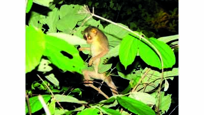 Acoustic recorders to track slender loris
