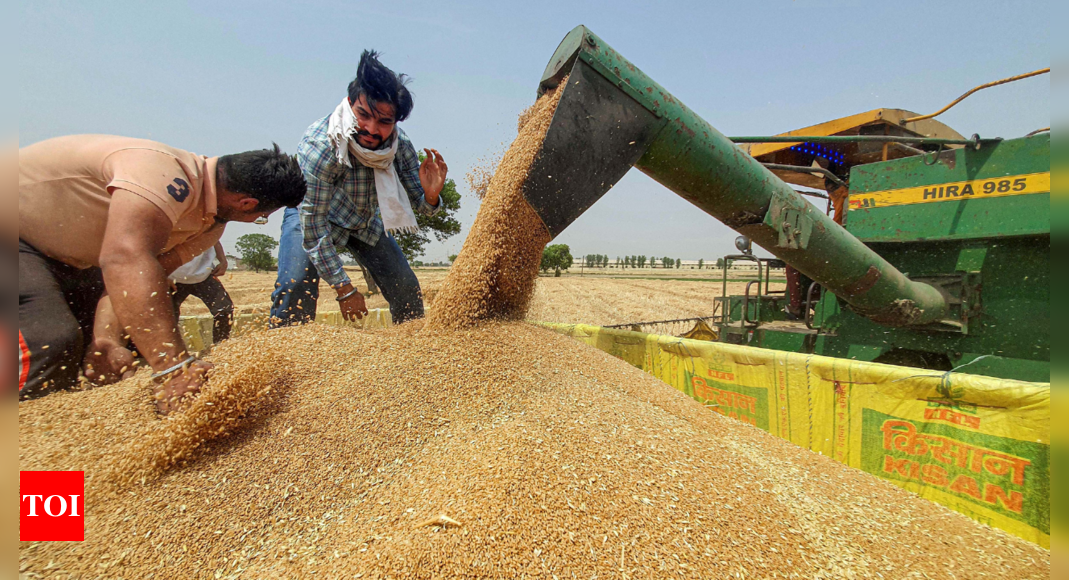 As private players step up wheat buying, govt eyes export curbs – Times of India
