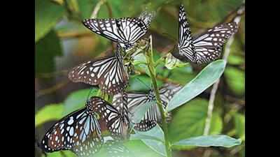 Array of butterflies delight nature lovers at Cotigao park