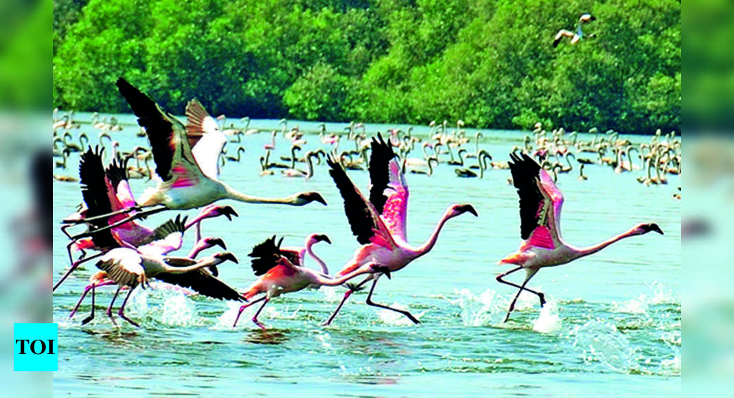 Navi City To Host Its 1st Flamingo Fest Today Navi Mumbai News