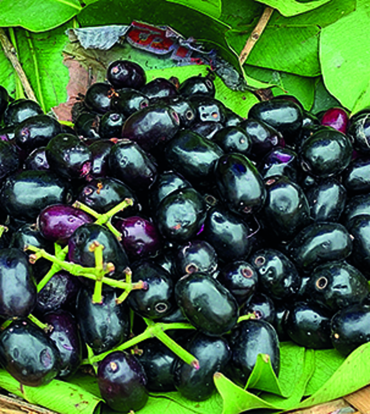 Jamun Price Soars To ₹600/kg Mangaluru News Foto bild