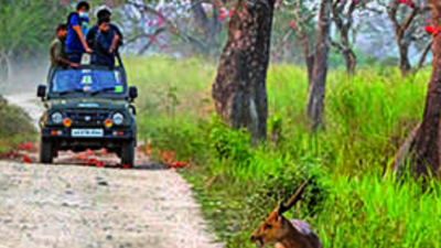 Maharashtra: Tourist loses money to fake Tadoba safari booking site