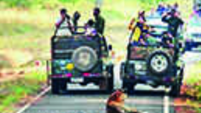 Maharashtra: 10 Tadoba tourists carry liquor bottles, fined 50,000 in Chandrapur