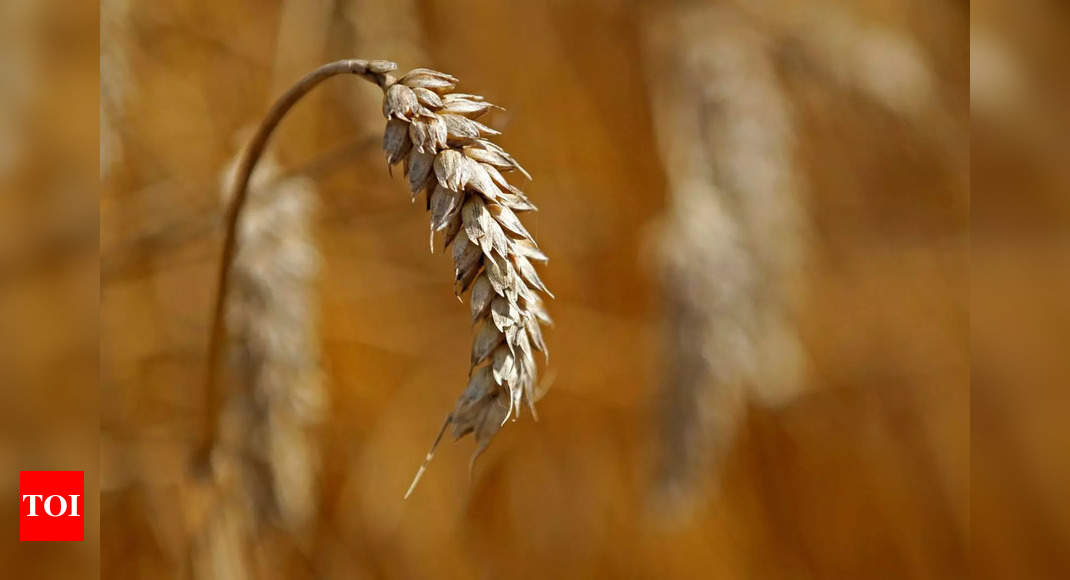G7 criticises India decision to stop wheat exports: Germany