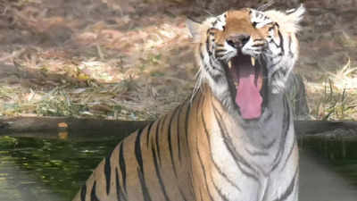 Maharashtra: Two killed in tiger attacks at Chandrapur and Gadchiroli