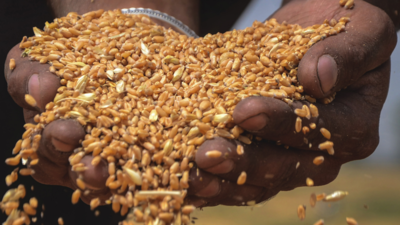 Within hours of curbs, domestic traders claim wheat prices are softening