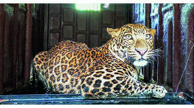 After spate of attacks, female leopard trapped in Khed tehsil