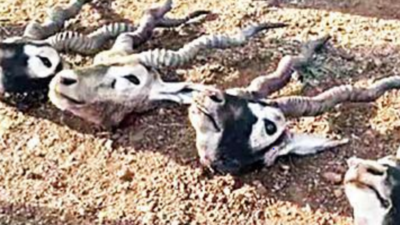 Madhya Pradesh tops country in killings of blackbuck, Karnataka second