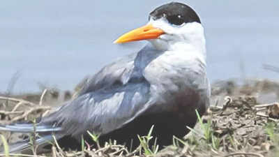 In rare sighting, black-bellied tern seen near Sukhi dam in Chhota Udepur