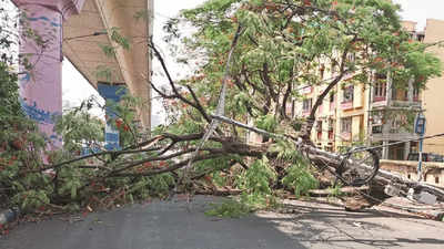 Kolkata: Tree fall injury prompts green audit in Salt Lake