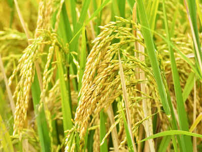 India open to exporting wheat to needy nations despite ban