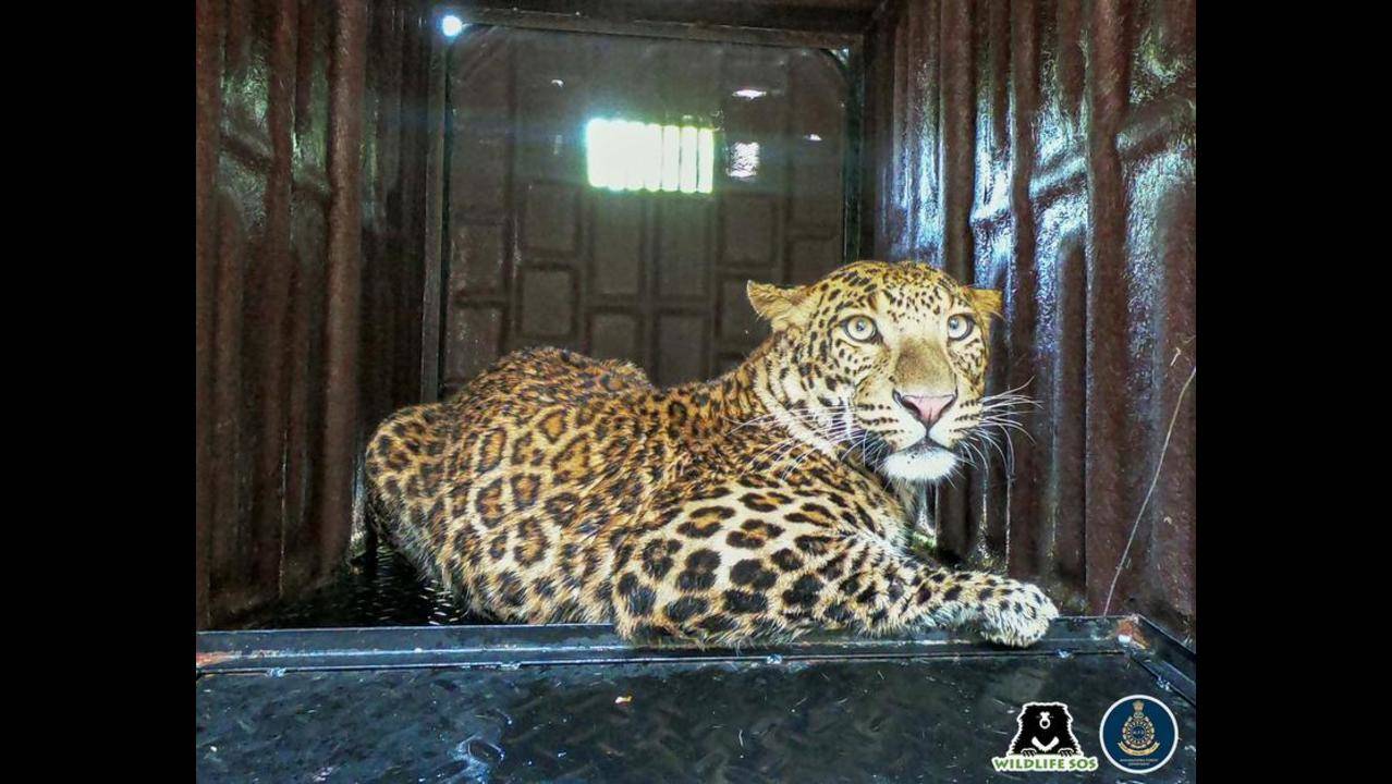 Fiber animal leopard statue at Rs 60000 in New Delhi