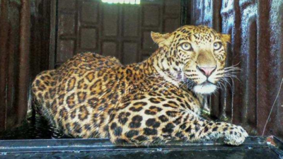 Pune: Leopard stirs panic in village, rescued after 10-hr-long operation