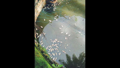 Bengaluru: Residents raise stink over broken sewage line as 250 fish die in well