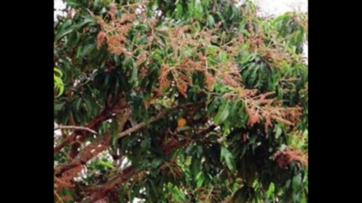 Changing flower sex ratio affecting fruiting of mangoes