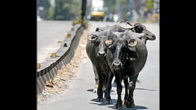 Buffalo slaughter: Gujarat cops to slap PASA for multiple offences