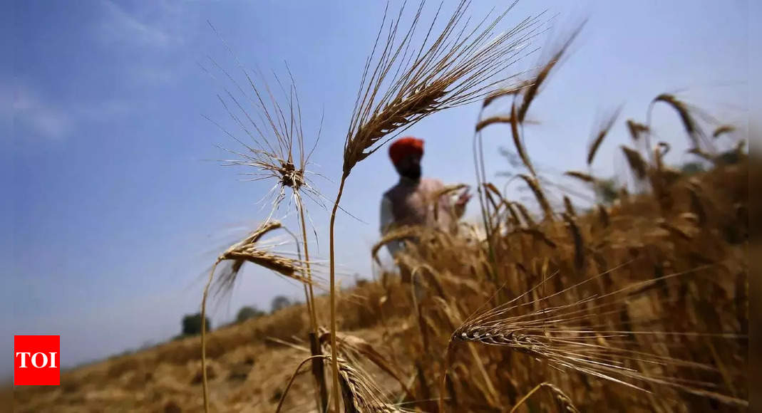 Wheat export ban traps 1.8 million tonnes at ports: Report – Times of India