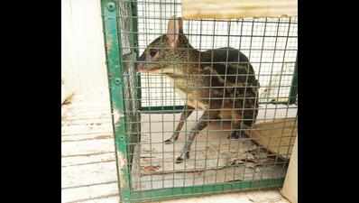 Domesticated mouse deer rescued from Bicholim