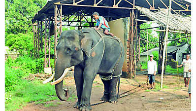 Odisha’s 1st kumki elephant Nandan dies