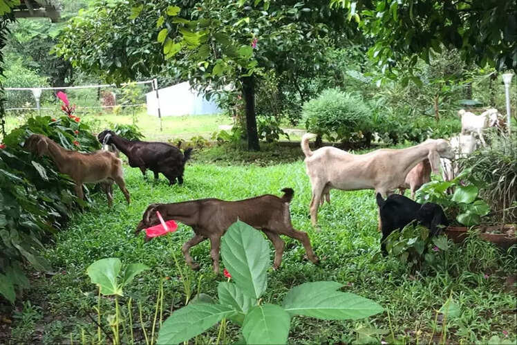 ​Dewalokam Farmstay Retreat, Karimannoor, Kerala