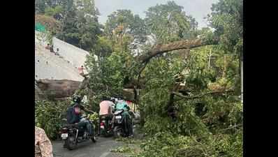 City agencies on alert for tree falling during pre-monsoon squalls