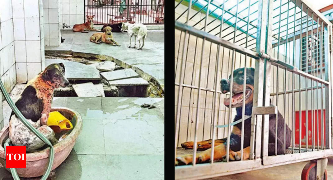Acs, Coolers & Nets In Dog Shelters To Beat Heat | Noida News - Times of  India