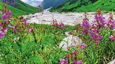 Uttarakhand: Early blooming in Valley of Flowers is bad news