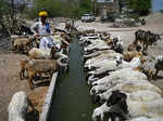 These images show how the water train quench thirst of Rajasthan's Pali district