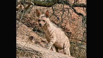 Haryana: In 4-day survey, 12 striped hyenas spotted in Aravalis