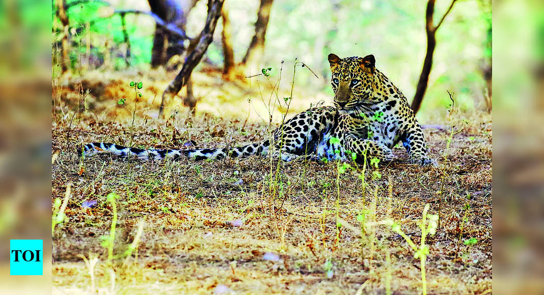 43% increase in Jhalana, Amagarh leopard count | Jaipur News - Times of