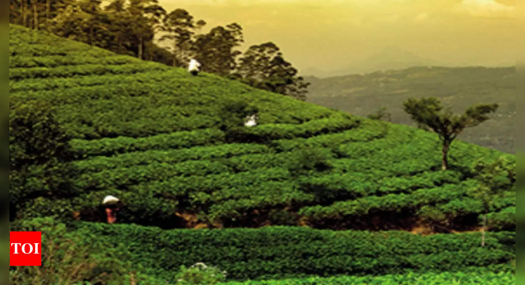 Sri Lankan economic crisis brings opportunity for Indian tea industry