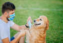 Coronavirus: Dogs as effective at detecting COVID-19 as PCR tests, study shows