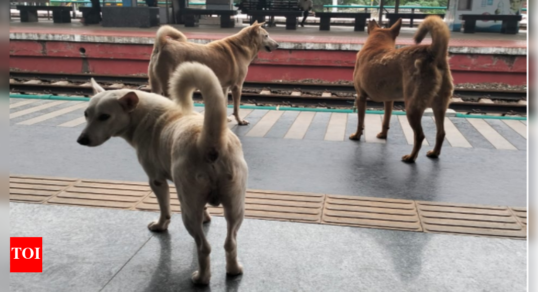 Coimbatore Corporation begins stray dog enumeration Coimbatore News