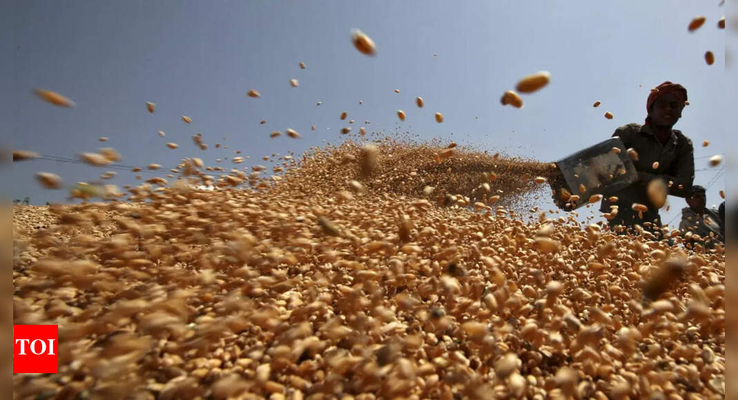 Wheat output estimated to fall 3% even as India eyes new record of ...