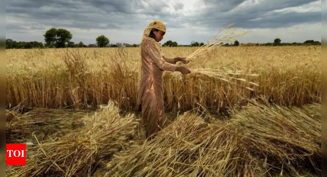 Amid weather woes, India&rsquo;s wheat production to fall 3%