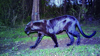 Brt: Karnataka: Black leopard spotted after 2 years at BRT Tiger ...