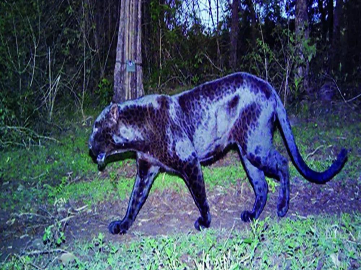 brt: Karnataka: Black leopard spotted after 2 years at BRT Tiger Reserve |  Bengaluru News - Times of India