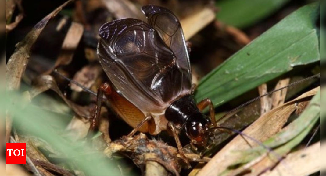 Crickets Crickets carry their own 'plectrum and harp' to make, amplify