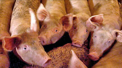 Three Nagaland districts in grip of African swine fever