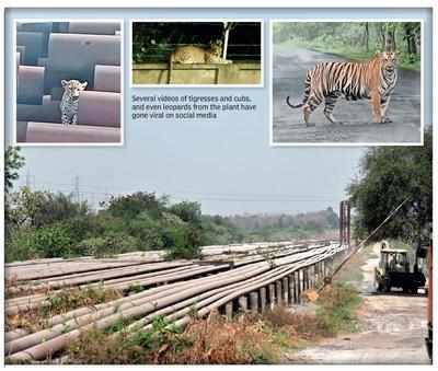 Tigers of Chandrapur power plant: Not fit for forest, can’t stay in urban areas