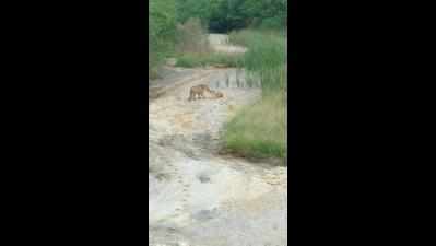 Tiger kills shepherd in WCL area