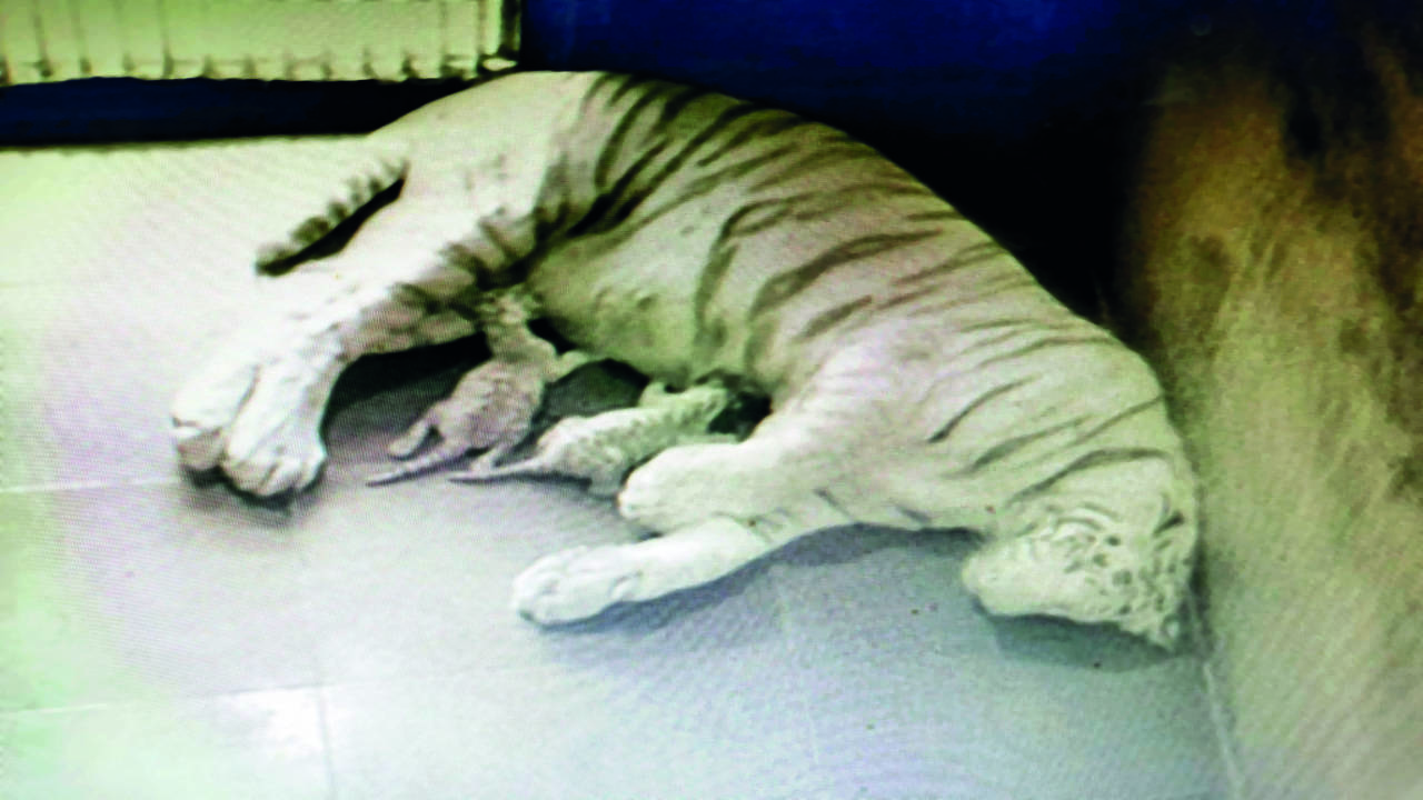 HappyFamily: Indian white tiger cubs are winning over Czech Republic